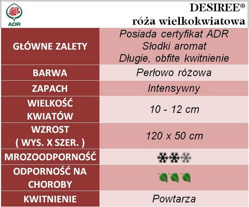 Desiree - róża wielkokwiatowa